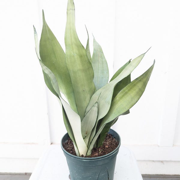 Sansevieria Moonshine Snake Plant