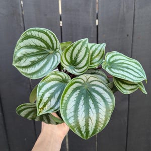 Planta de sandía Pepperomia en maceta de 4"
