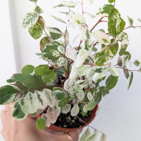 Snow Bush Plant 4" Pot