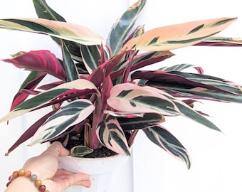 Stromanthe Triostar Sanguinea Calathea Prayer Plant - Etsy