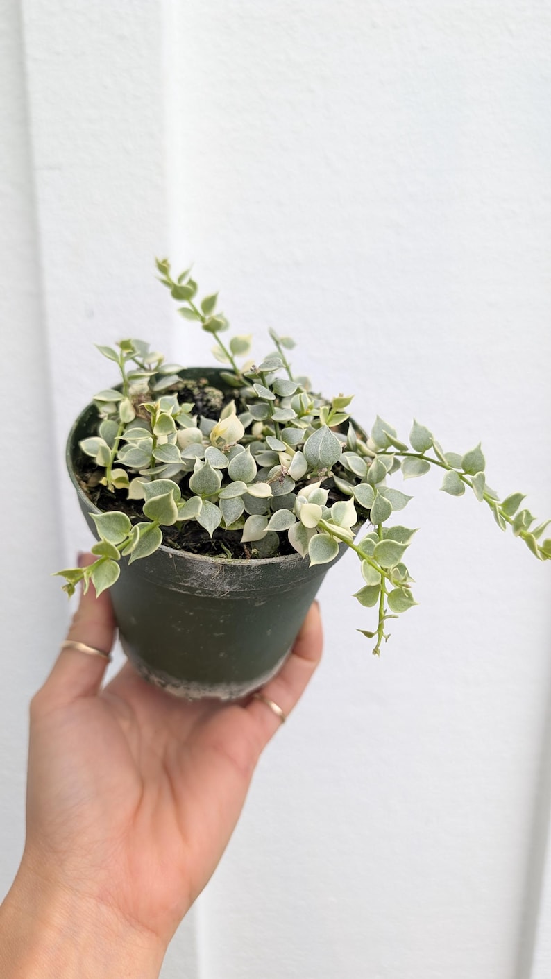 Dischidia Ruscifolia Plant - Thumbnail 4