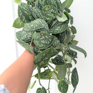May include: A trailing Scindapsus pictus plant featuring heart-shaped, dark green leaves with distinct silver-grey variegation and speckling. The plant has multiple long, cascading stems with foliage that displays a matte texture and pointed tips.