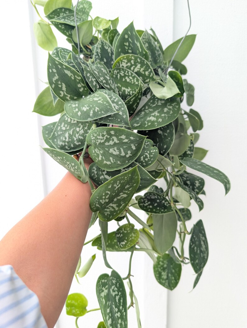 May include: A trailing Scindapsus pictus plant featuring heart-shaped, dark green leaves with distinct silver-grey variegation and speckling. The plant has multiple long, cascading stems with foliage that displays a matte texture and pointed tips.