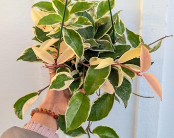 Hoya Carnosa Variegated Krimson Queen 6" Pot