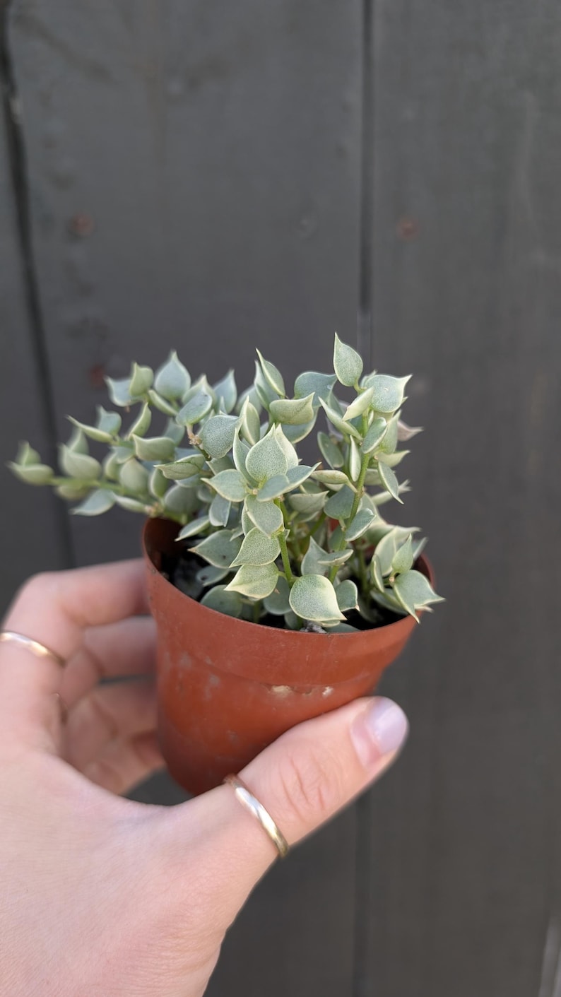 Dischidia Ruscifolia Plant