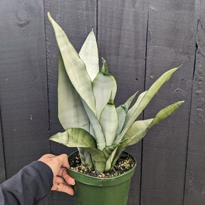 Sansevieria Moonshine Snake Plant