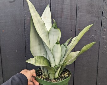 Sansevieria Moonshine Snake Plant