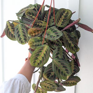 May include: A hanging Maranta leuconeura plant, also known as a prayer plant, with green leaves featuring dark green and pink veining. The plant is suspended by red cords, showcasing its vibrant foliage against a white background. A popular houseplant.