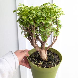 May include: A small, green potted plant with variegated leaves. The plant has a thick, twisted trunk and is shaped like a miniature tree.