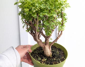 Variegated Christmas Palm 10-12