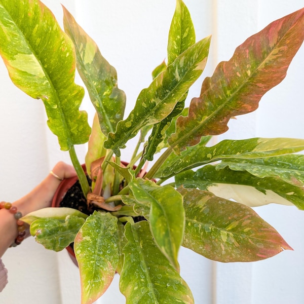 Philodendron Ring of Fire 6" pot