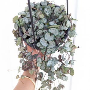 String of Hearts Ceropegia Woodii Silver Glory Plant 6" Pot