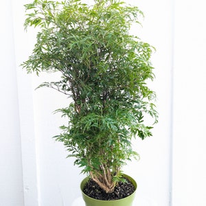 May include: A green potted plant with lush, green foliage. The plant is in a green plastic pot with a brown soil base.