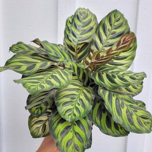 Calathea Makoyana Peacock Plant 6" Pot