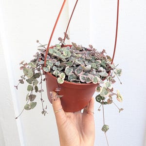 May include: A hanging potted String of Hearts plant. The plant has small, heart-shaped leaves with variegated green, white, and pink hues. The pot is a reddish-brown color and is suspended by brown cords against a white background.