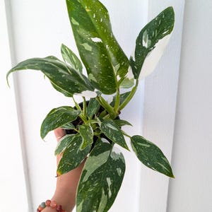 Philodendron White Wizard Plant 4" Pot