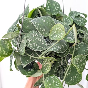 May include: A hanging Scindapsus pictus plant featuring heart-shaped, dark green leaves with irregular silver-grey variegation and speckles. The plant is suspended by thin metal wires, showcasing a dense, trailing foliage pattern with multiple stems.