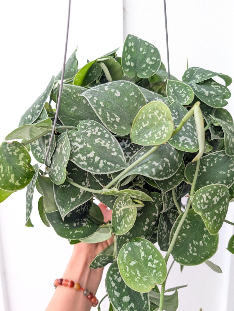 May include: A hanging Scindapsus pictus plant featuring heart-shaped, dark green leaves with irregular silver-grey variegation and speckles. The plant is suspended by thin metal wires, showcasing a dense, trailing foliage pattern with multiple stems.