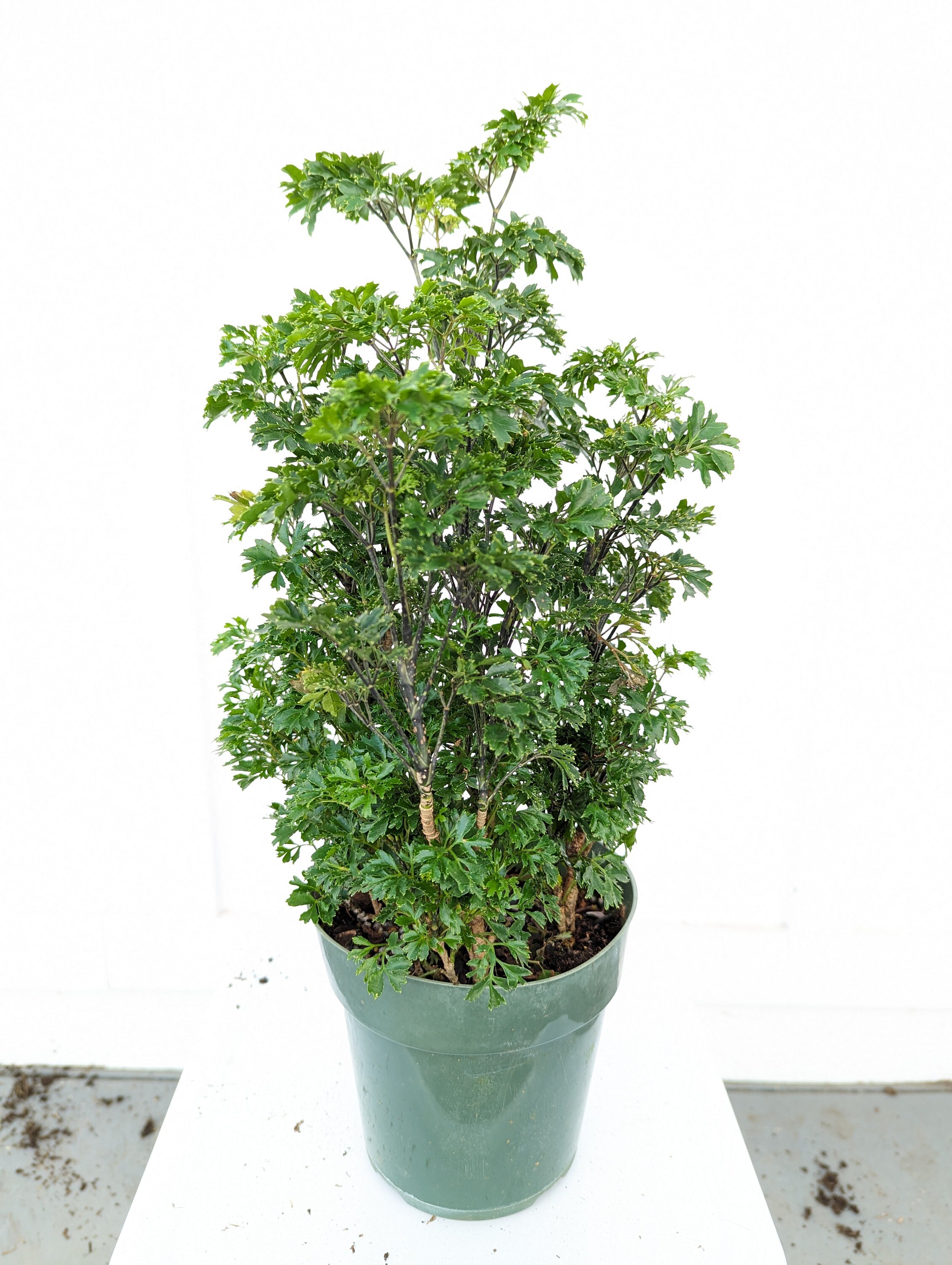 Parsley Aralia Plant