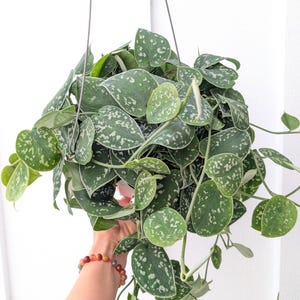 May include: A hanging plant with heart-shaped, dark green leaves featuring silver-grey variegation and speckles. The plant is contained in a pot suspended by thin metal wires, with long, trailing vines extending outward from the central foliage cluster.