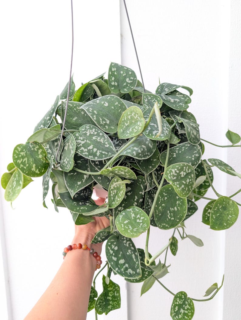 May include: A hanging plant with heart-shaped, dark green leaves featuring silver-grey variegation and speckles. The plant is contained in a pot suspended by thin metal wires, with long, trailing vines extending outward from the central foliage cluster.