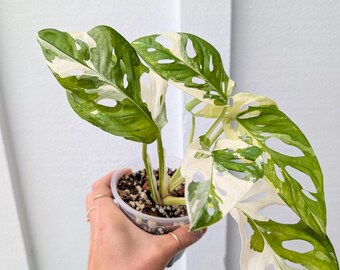 Monstera Adansonii Albo Variegated 4" Pot