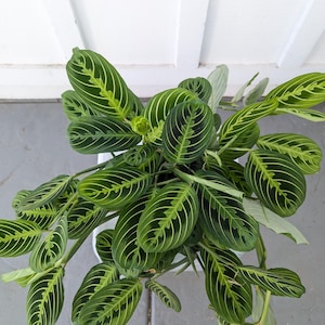 May include: A green houseplant with large, patterned leaves. The leaves have a dark green center with lighter green veins and edges.