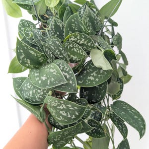 May include: A trailing houseplant with heart-shaped leaves featuring a dark green base and variegated silver-grey splotches. The plant has multiple stems cascading downwards from a central point, with some leaves showing lighter green tones.