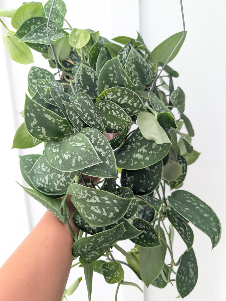 May include: A trailing houseplant with heart-shaped leaves featuring a dark green base and variegated silver-grey splotches. The plant has multiple stems cascading downwards from a central point, with some leaves showing lighter green tones.