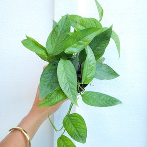 Pothos Cebu Blue