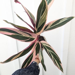 Calathea Stromanthe, planta triestrella