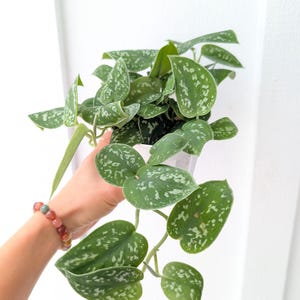 May include: A Scindapsus pictus plant with heart-shaped, dark green leaves featuring irregular silver-grey variegation and spots. The trailing vine grows from a white plastic pot, showcasing multiple stems with foliage that displays a distinct matte texture.