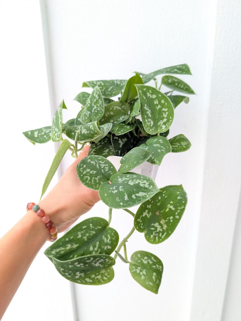 May include: A Scindapsus pictus plant with heart-shaped, dark green leaves featuring irregular silver-grey variegation and spots. The trailing vine grows from a white plastic pot, showcasing multiple stems with foliage that displays a distinct matte texture.