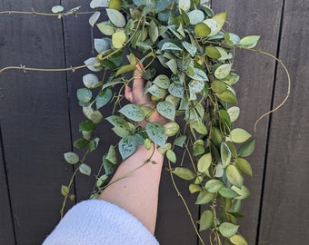 Hoya Krohniana Eskimo/Silver Splash