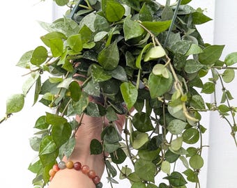 Hoya Krohniana Eskimo/Silver Splash Plant