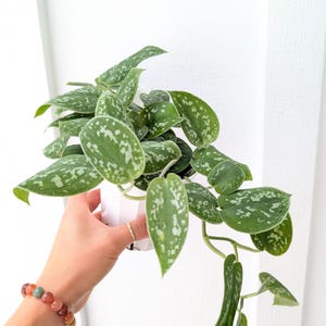 May include: A Scindapsus pictus plant with heart-shaped, dark green leaves featuring silver-grey variegation and speckles. The trailing vine is potted in a small, white, ribbed plastic container, showcasing a lush, vining growth pattern.