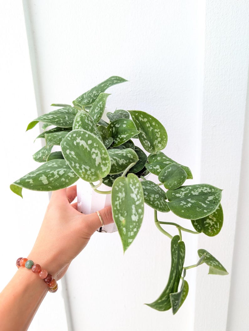 May include: A Scindapsus pictus plant with heart-shaped, dark green leaves featuring silver-grey variegation and speckles. The trailing vine is potted in a small, white, ribbed plastic container, showcasing a lush, vining growth pattern.