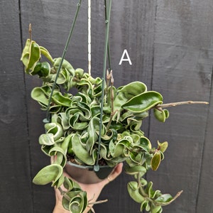 Hoya Compacta Variegated Hindu Rope 6" pot