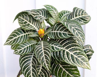 Aphelandra Dania 4 Pot (ALL PLANTS Require You to Purchase 2 Plants!) -  Etsy