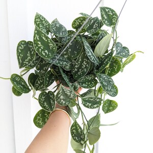 Scindapsus Pictus Argyraeus Silver Satin Pothos