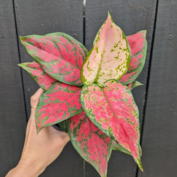 Aglaonema - Etsy