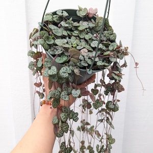May include: A Ceropegia woodii plant, commonly known as a string of hearts, in a dark gray hanging plastic pot. The plant features long, thin, reddish-purple trailing stems with small, heart-shaped leaves that have a variegated green and silver pattern.