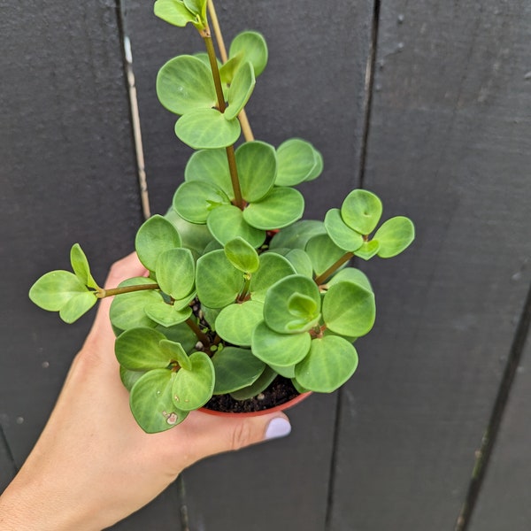 Pepperomia Hope Plant