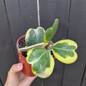 Hoya Kerii Variegated Sweetheart 4&quot; Pot