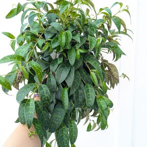 Black Pagoda Lipstick Plant 6&quot; Pot