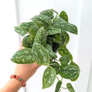 May include: A Scindapsus pictus plant featuring heart-shaped, dark green leaves with irregular silver-grey variegation and speckles. The foliage grows on trailing stems, creating a dense, lush appearance with a distinct matte texture on each leaf.