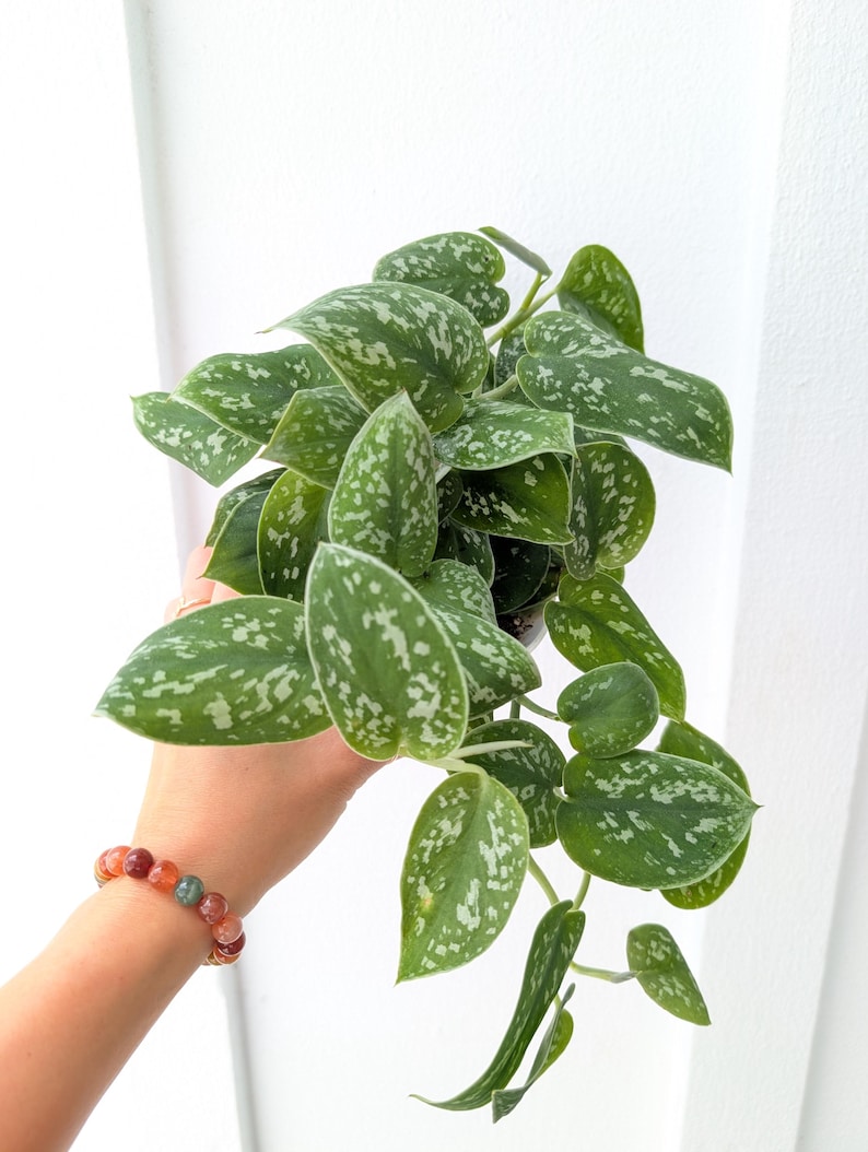 May include: A Scindapsus pictus plant featuring heart-shaped, dark green leaves with irregular silver-grey variegation and speckles. The foliage grows on trailing stems, creating a dense, lush appearance with a distinct matte texture on each leaf.