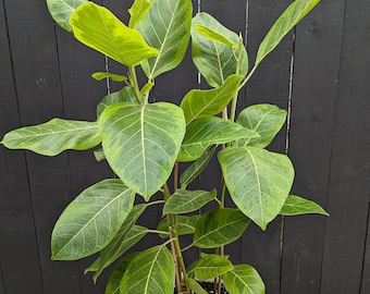 Ficus Altissima Variegated Plant 8" Pot