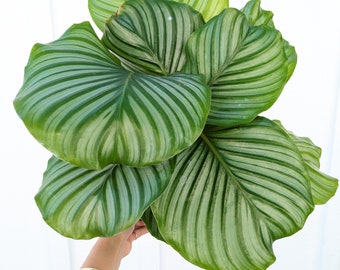 Calathea Orbifolia 6" Pot