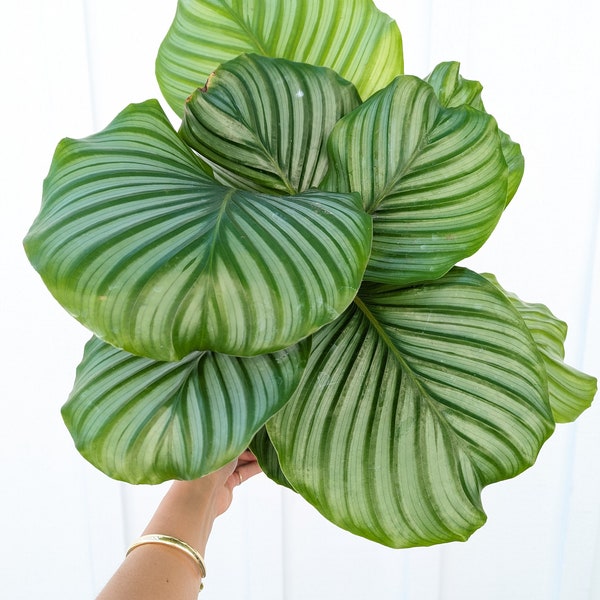 Calathea Orbifolia 6" Pot